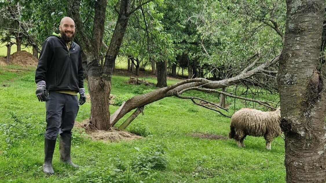 A man with a sheep on a farm in Austria
