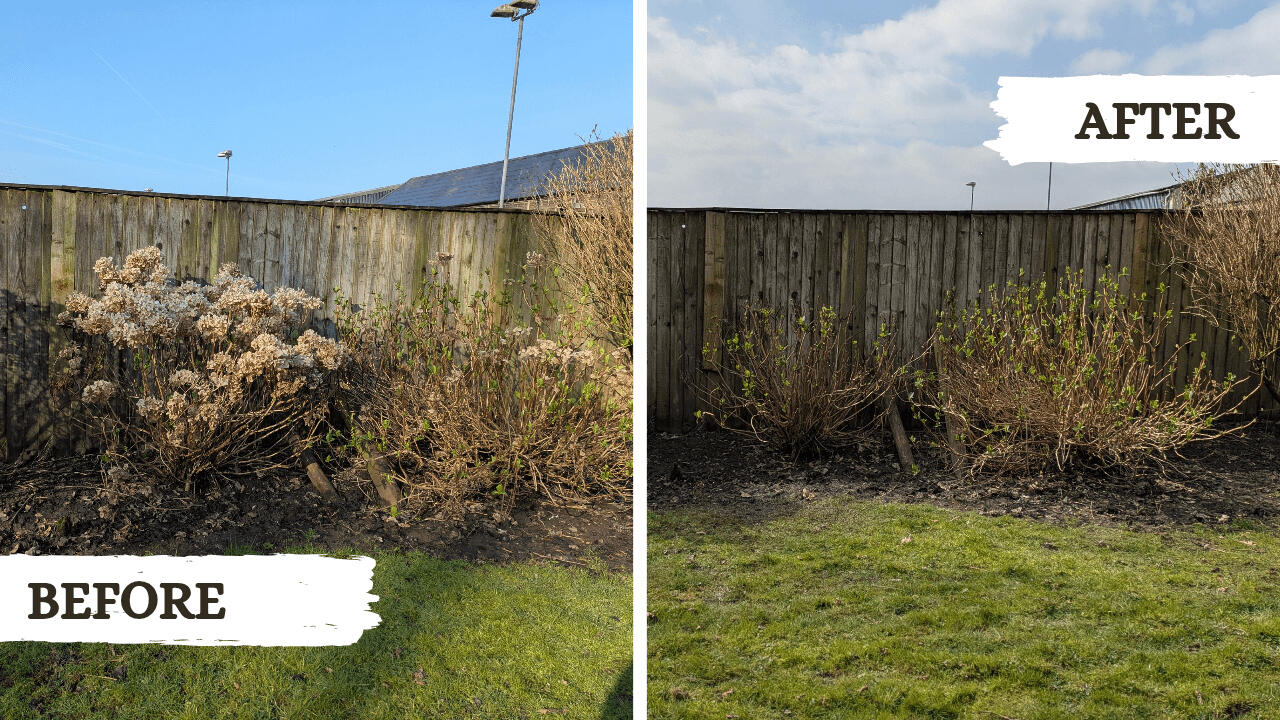 Before and after picture from a garden tidy project