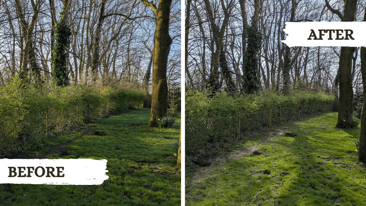 Before and after picture from a garden tidy project